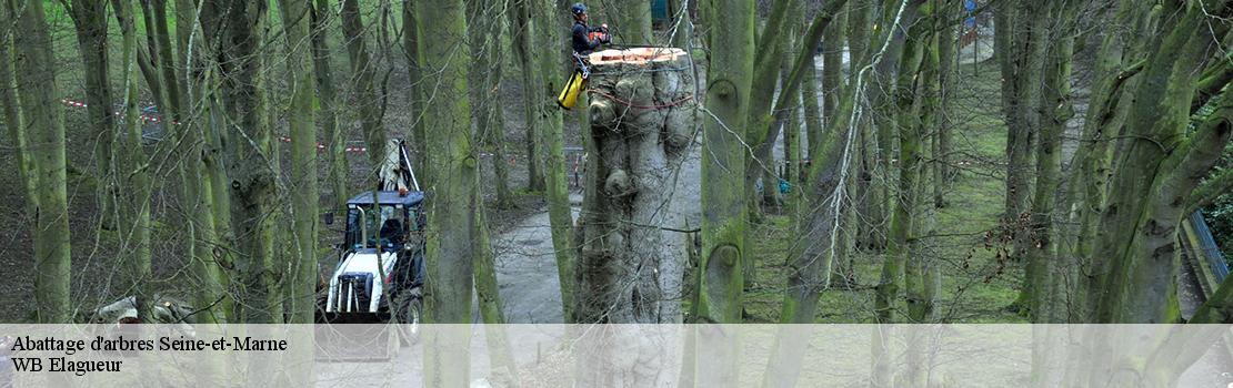 Abattage d'arbres 77 Seine-et-Marne  Mayer Elagage