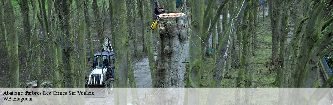 abattage-d-arbres 77134