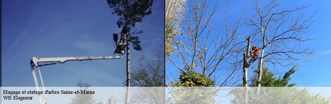 Elagage et etetage d'arbre 77 Seine-et-Marne  Mayer Elagage