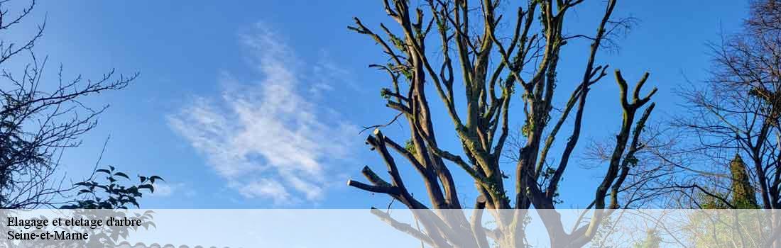 elagage-et-etetage-d-arbre Seine-et-Marne 