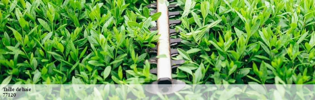 taille-de-haie 77120