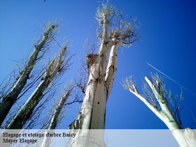 Elagage et etetage d'arbre  barcy-77910 Mayer Elagage