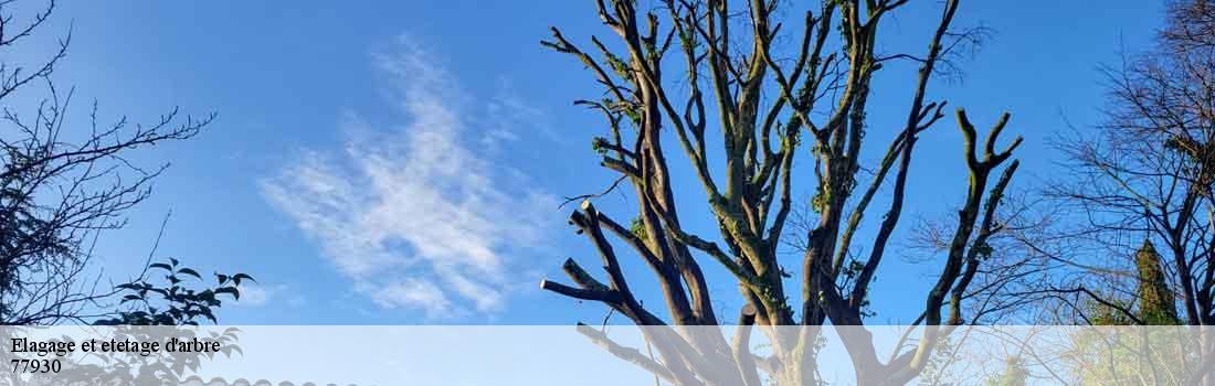 elagage-et-etetage-d-arbre  77930