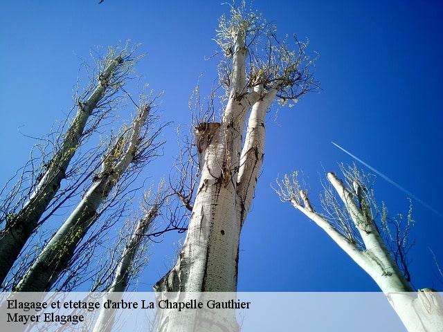 Elagage et etetage d'arbre  la-chapelle-gauthier-77720 Mayer Elagage