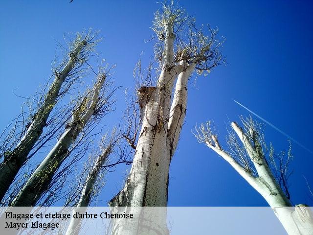 Elagage et etetage d'arbre  chenoise-77160 Mayer Elagage