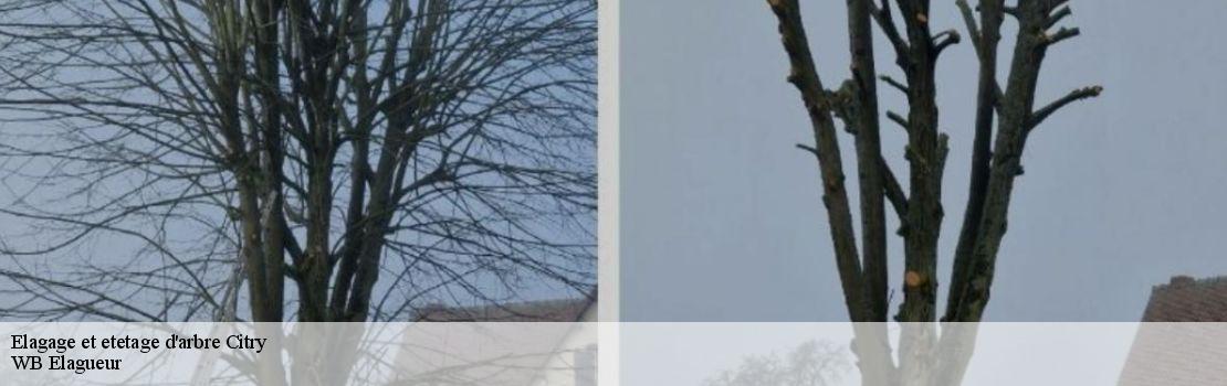 elagage-et-etetage-d-arbre 77730