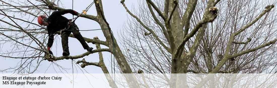 elagage-et-etetage-d-arbre 77165