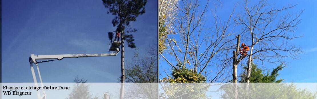 elagage-et-etetage-d-arbre 77510