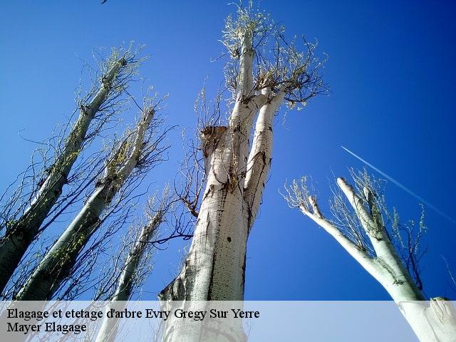 Elagage et etetage d'arbre  evry-gregy-sur-yerre-77166 Mayer Elagage