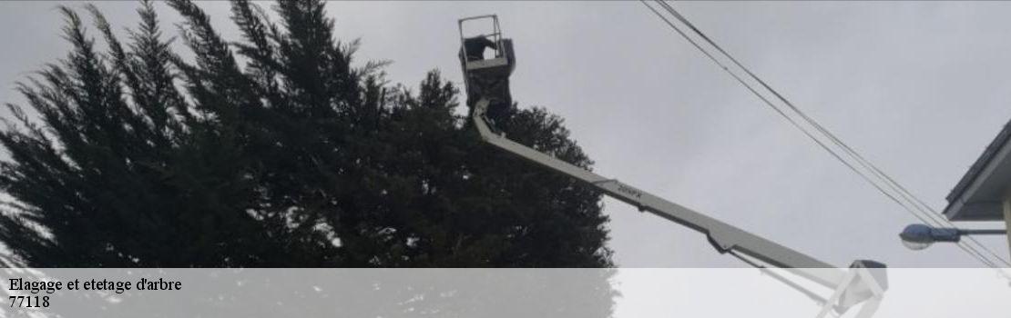 elagage-et-etetage-d-arbre 77118