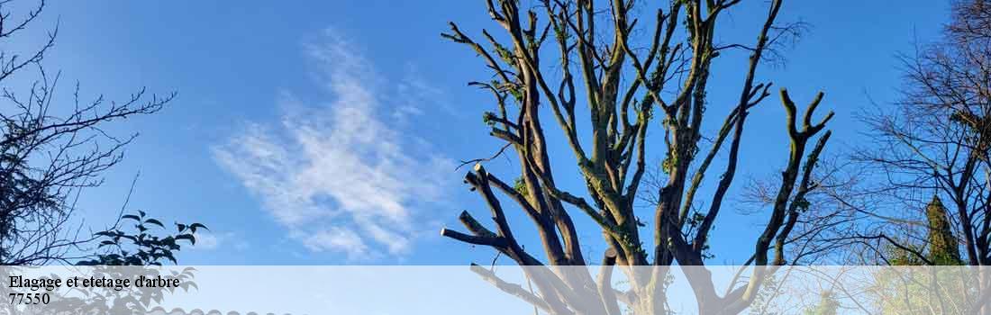 elagage-et-etetage-d-arbre 77550
