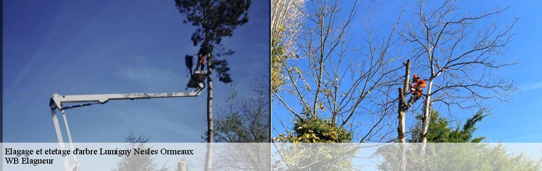 Elagage et etetage d'arbre lumigny-nesles-ormeaux-77540 Mayer Elagage