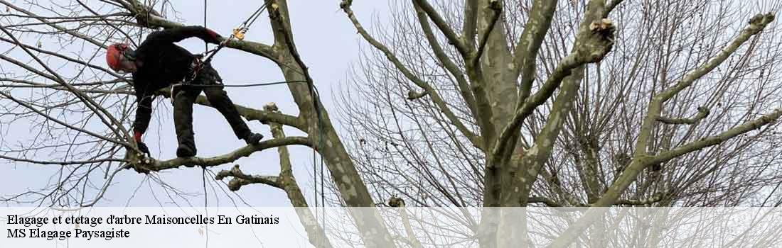 elagage-et-etetage-d-arbre 77570