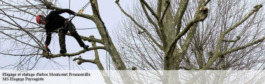 elagage-et-etetage-d-arbre  77140