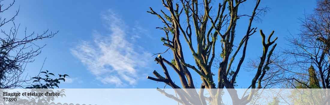 elagage-et-etetage-d-arbre  77890