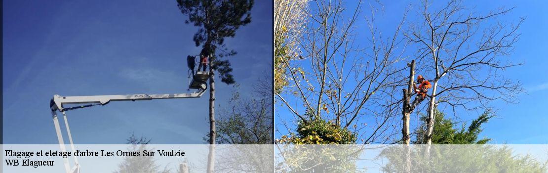 elagage-et-etetage-d-arbre 77134