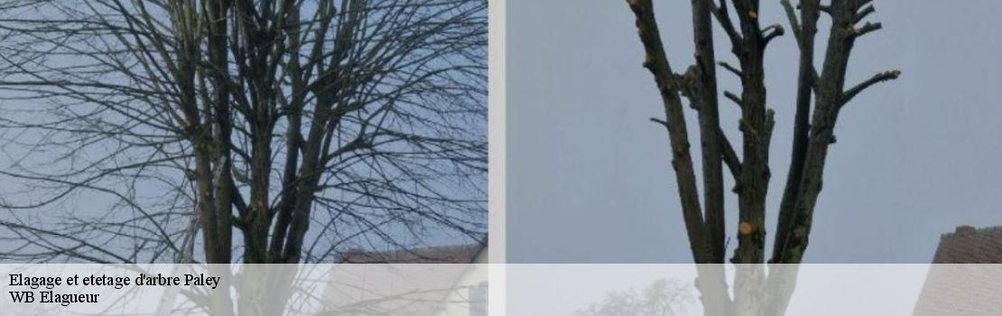 elagage-et-etetage-d-arbre  77710