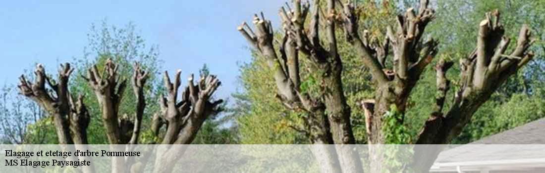 elagage-et-etetage-d-arbre 77515