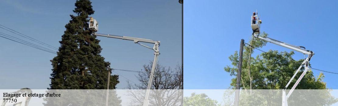Elagage et etetage d'arbre 77750