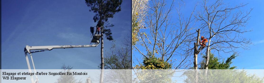elagage-et-etetage-d-arbre  77520