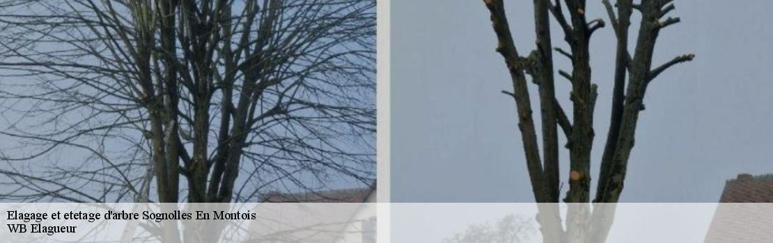 elagage-et-etetage-d-arbre  77520