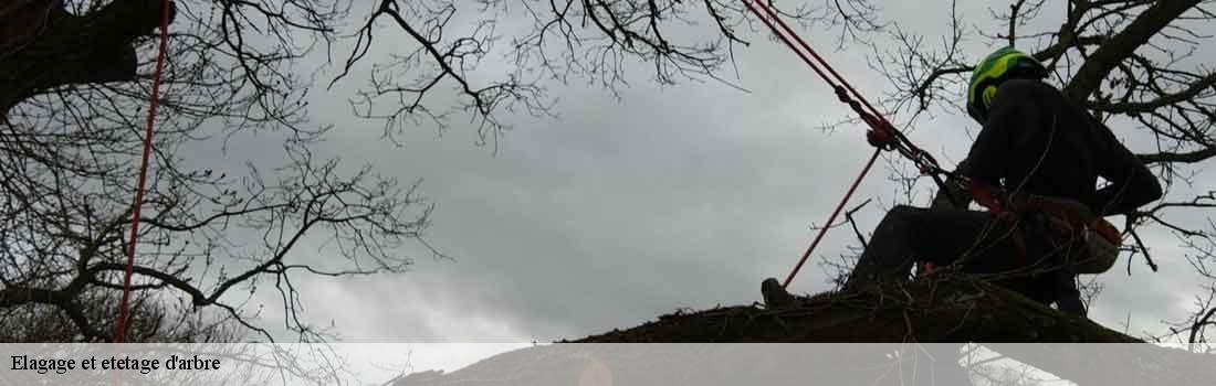 elagage-et-etetage-d-arbre  77174