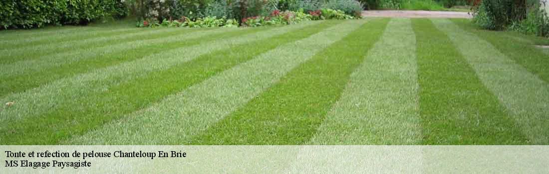 tonte-et-refection-de-pelouse  77600