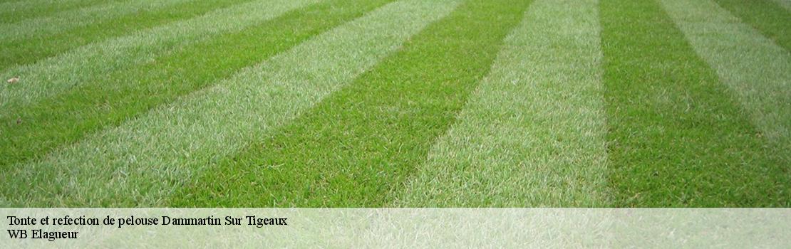 Tonte et refection de pelouse dammartin-sur-tigeaux-77163 Mayer Elagage