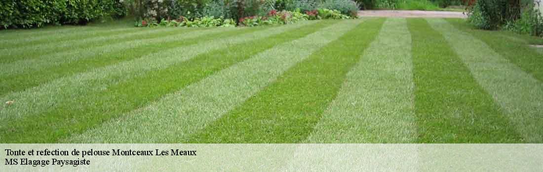 tonte-et-refection-de-pelouse 77470