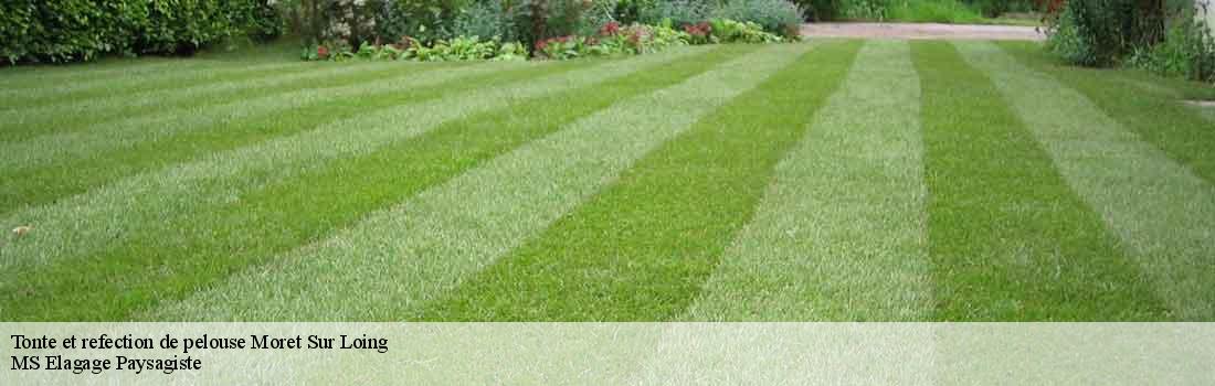 tonte-et-refection-de-pelouse  77250