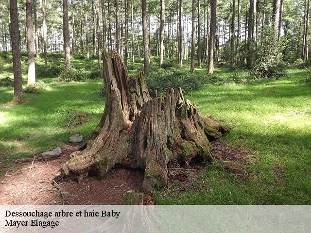 Dessouchage arbre et haie  baby-77480 Mayer Elagage