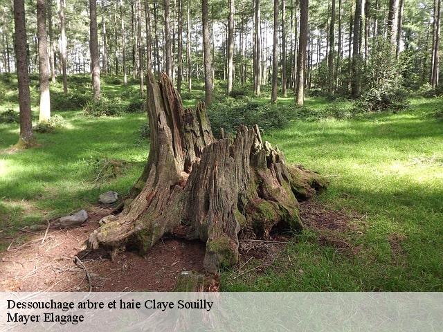 Dessouchage arbre et haie  claye-souilly-77410 Mayer Elagage