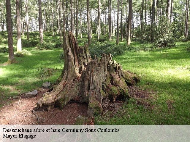 Dessouchage arbre et haie  germigny-sous-coulombs-77840 Mayer Elagage