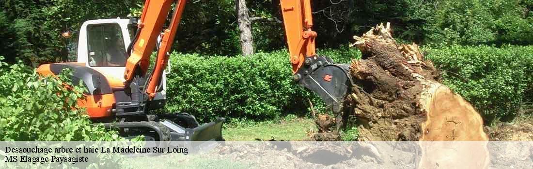 dessouchage-arbre-et-haie  77570