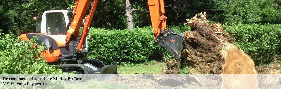 dessouchage-arbre-et-haie  77610