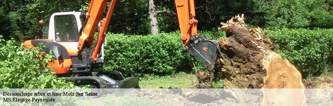 dessouchage-arbre-et-haie 77171