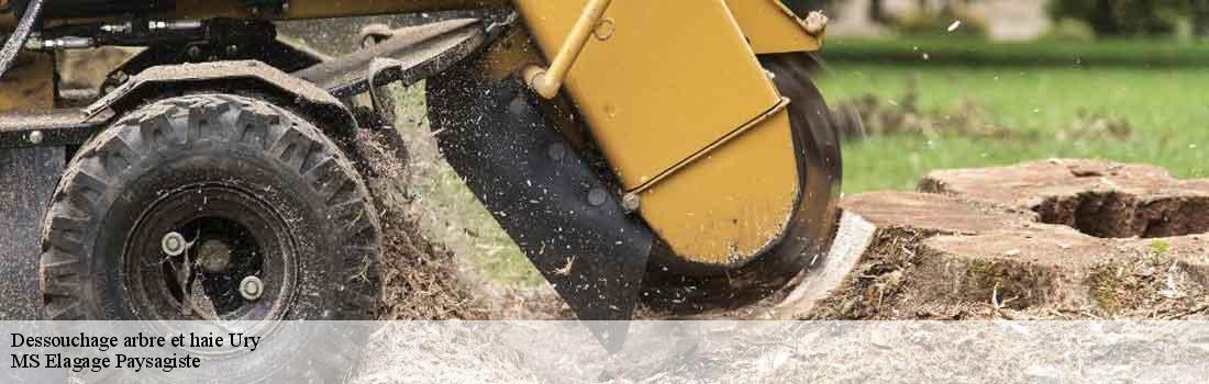 dessouchage-arbre-et-haie  77760