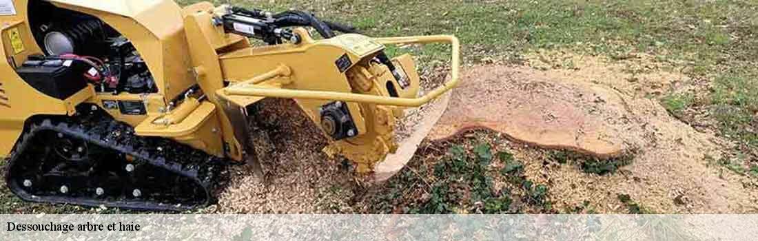 dessouchage-arbre-et-haie  77000