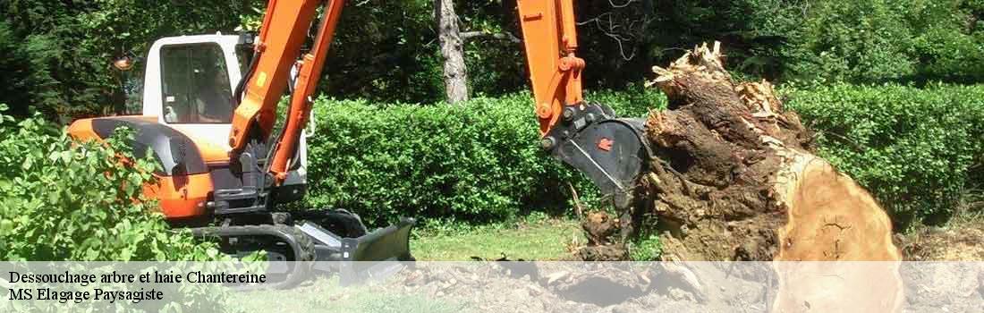 dessouchage-arbre-et-haie  77500