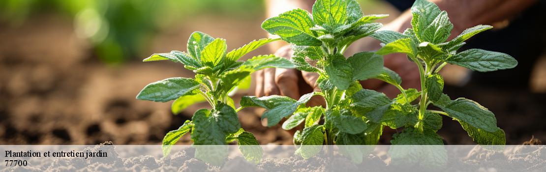 Plantation et entretien jardin  77700